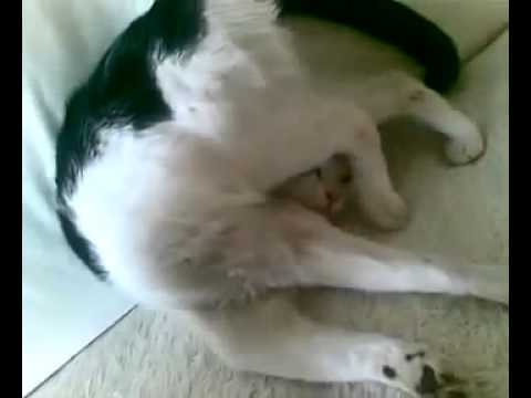 Ultra Passive Cat - The most passive cat in the world ...