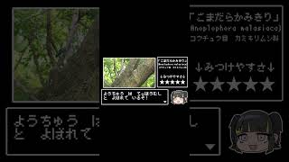 テッポウムシってな～～に？#shorts    #昆虫   #雑学