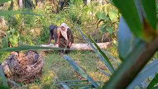 Download lagu Puteri hantu bunian menjelma jadi gadis cantik di batang jati yg tumbang bikin mante kebingungan mp3 Download lagu Puteri hantu bunian menjelma jadi gadis cantik di batang jati yg tumbang bikin mante kebingungan mp3