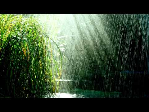 Tropical storm - relaxing tropical rain with birds chirping