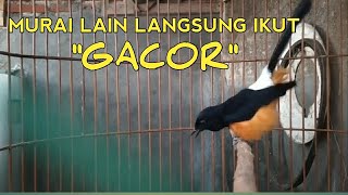 Download lagu BIKIN EMOSI || SUARA KETREKAN MURAI BATU BORNEO YANG BIKIN EMOSI LAWAN mp3