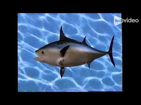 TimonBob MeerkatPants Intro