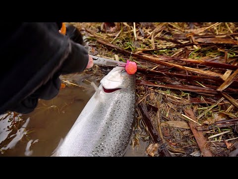 Watch Early Winter Steelhead Fishing! Video on