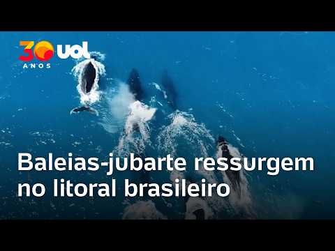 Baleias-jubarte superam ameaça de extinção e invadem litoral brasileiro