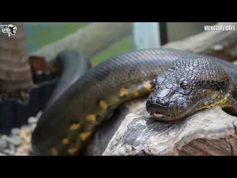 Download Hutan Mp3 Lagu - Download Lagu