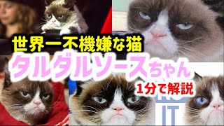 【 グランピーキャット 】100億円稼いだ猫！タルダルソース 1分で解説【最も影響力のある猫 ドワーフィズム 子猫症 #shorts 不機嫌な猫 ネットミーム 猫ミーム 】