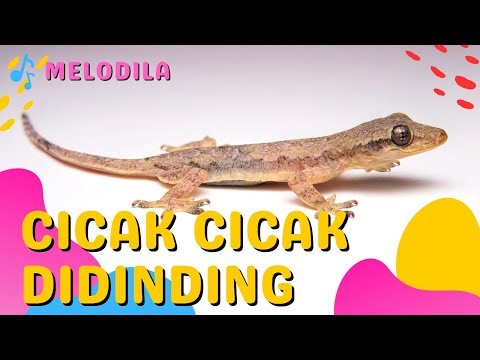 LAGU CICAK CICAK DI DINDING - Lagu Anak Anak