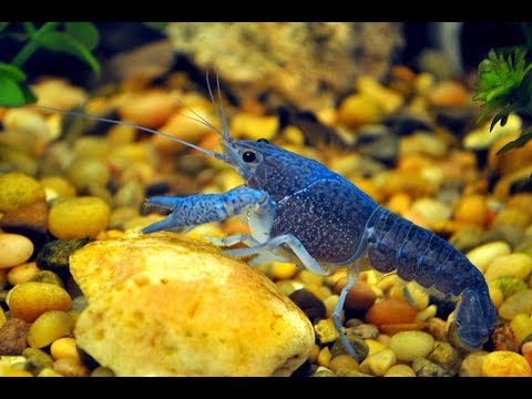 Lobster | Half-Life 2 - HunterVille Part 2