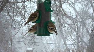 "Consider the birds of the field ..."