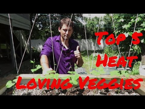 download lagu mp3 mp4 Best Beans To Grow In Central Florida, download lagu Best Beans To Grow In Central Florida gratis, unduh video klip Best Beans To Grow In Central Florida