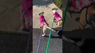 Video preview image #1 Mutt Puppy For Sale in MECHANICSBURG, PA, USA