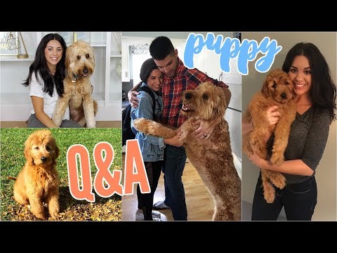 PUPPY Q&A! MY GOLDENDOODLE DUDE! HOW TO TRAIN YOUR DOG & OTHER THINGS I'VE LEARNED! Video