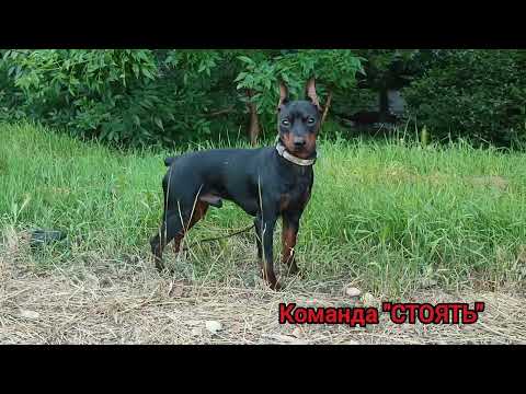 Цвергпи́нчер. Zwergpinscher.