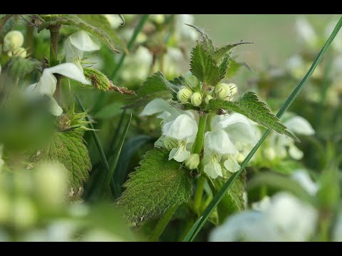 🦋HEILKräuter aus Gottes Apotheke : Taubnessel