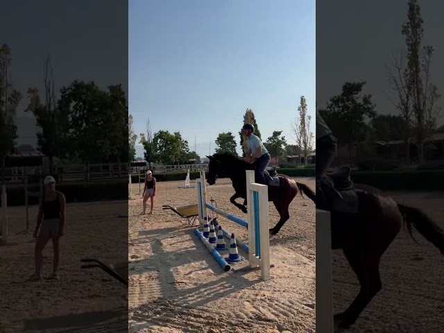 2021 Gelding (Spanish Sport Horse)