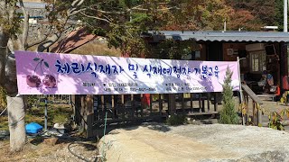 체리나무 모든것 체리나무식재