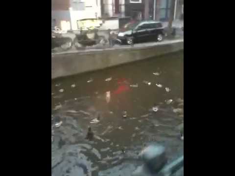 Pussycat in drawing infront of THE casa Rosso