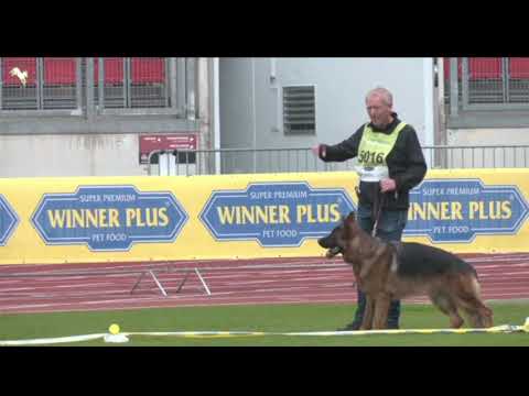 #bszs2022 - 12/18 - Mâles Poil court