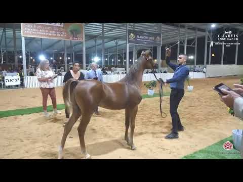 Israel Breeders Show 2023 - Class 7