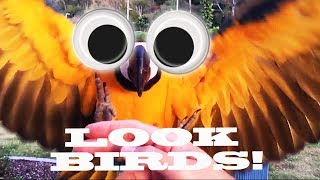 WATCH OUT FOR THE BIRDS!!!