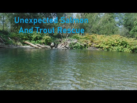Unexpected Salmon And Trout Rescue