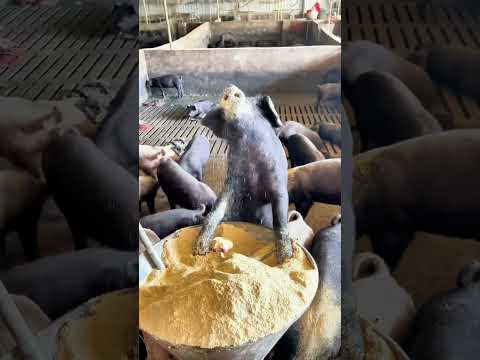 What Happens to Expired Food? #Knowledge #SustainableLiving #FoodWaste #EcoFriendly #FarmFacts