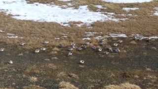 preview picture of video 'Snow bunting flock feeding in Northern Norway | Snøspurv i Nord-Norge'