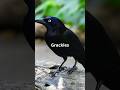 3 Amazing Facts About the Common Grackle! #BirdFacts #WildlifeWonder #NatureLovers