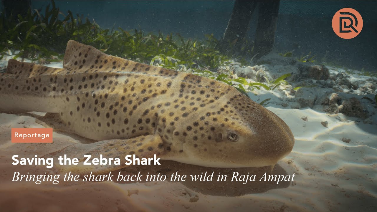ReShark Initiative Successfully Reintroduces Endangered Leopard Sharks to Raja Ampat
