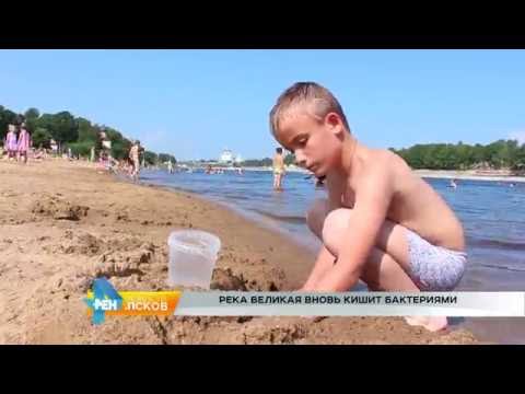 Новости Псков 27.07.2016 # Река Великая вновь кишит бактериями