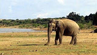 preview picture of video 'Sri Lanka - Human Elephant Conflict (HEC) - Boze Olifant - FOX Groepsreis / 2006'