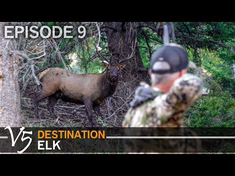 7 Bulls Within Bow Range! EPISODE 9 (Destination Elk V5)