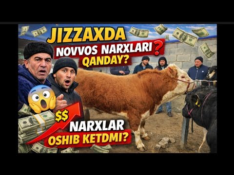 ЖИЗЗАХ ЧОРВА БОЗОРИ НАРХЛАРИ JIZZAX OSIYO CHORVA BOZORIDA BUGUNGI NARXLAR #жиззах #rek #ozod 
