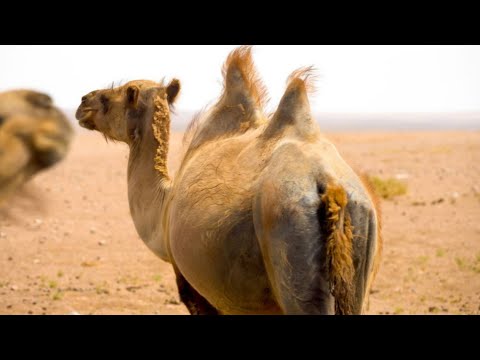 Interesting facts about Camels and their humps | facts