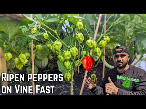 How To Ripen Peppers Faster  |Simple & Easy Way|   #greentgarden #pepper #garden