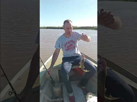 #pescavariada1 pesca y cocina en el paranasito victoria entre rios