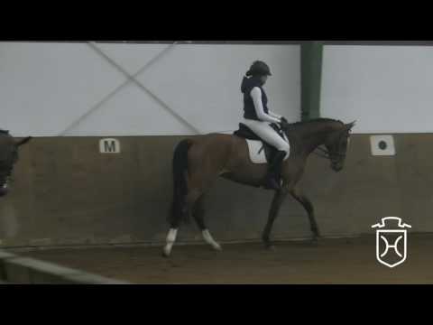 05 Holsteiner Stute von Casall - Contender - Reichsgraf