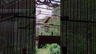 Download lagu merdunya kicauan kepodang kintamani di siang hari mp3