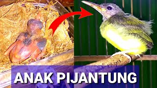 Download lagu Cara meloloh dan merawat anak burung pijantung umur 3 hari sampai terbang mp3 Download lagu Cara meloloh dan merawat anak burung pijantung umur 3 hari sampai terbang mp3