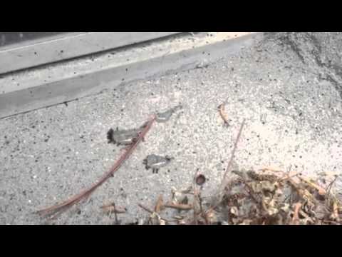 Ants in Wall Township, NJ