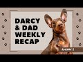 Darcy Dad S Delightful Adventures Episode 2