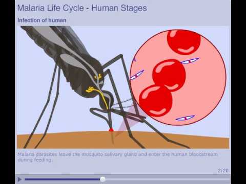 Plasmodium malária táplálkozás
