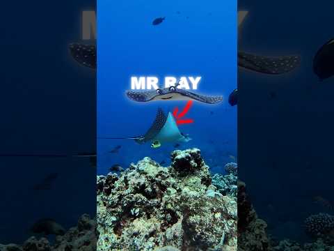 Finding Nemo’s Cast IRL