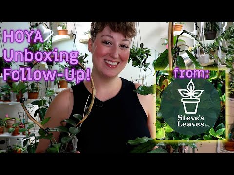 HOYAS from Steve's Leaves: Where Are They Now?? (Unboxing Follow-Up) | DreamsofHoya