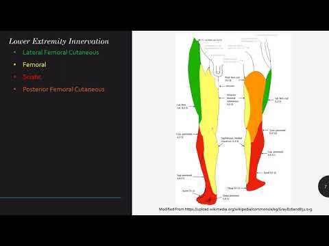 Lower Extremity Nerve Blocks Keyword Review - (Dr. Holzberger)