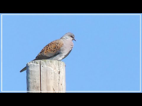 European Turtle Dove call