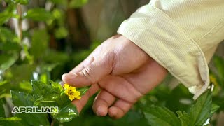 Download lagu Aprilian - SETIA YANG TERLUKA  mp3