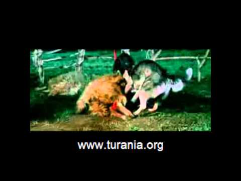 Turania Jenerik - Samet Telli