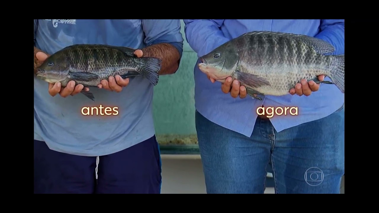 Criação de tilápia #globorural