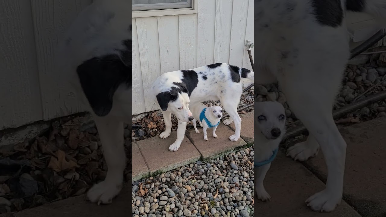 Enlarge Sweet Potato, an adoption pending mixed breed in Lake Stevens, WA video 3/6